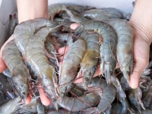 Chapra Chingri – Extra Large- (Indian White Shrimp)-Cleaned & Deveined-With Head & Tail (500 gms)