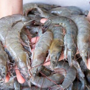 Chapra Chingri – Extra Large- (Indian White Shrimp)-Cleaned & Deveined-With Head & Tail  (500 gms)