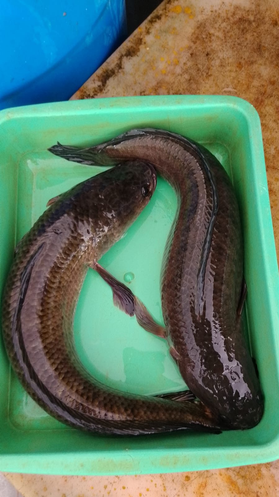 WhatsApp Image 2026-01-08 at 11.28.29 AM (1)