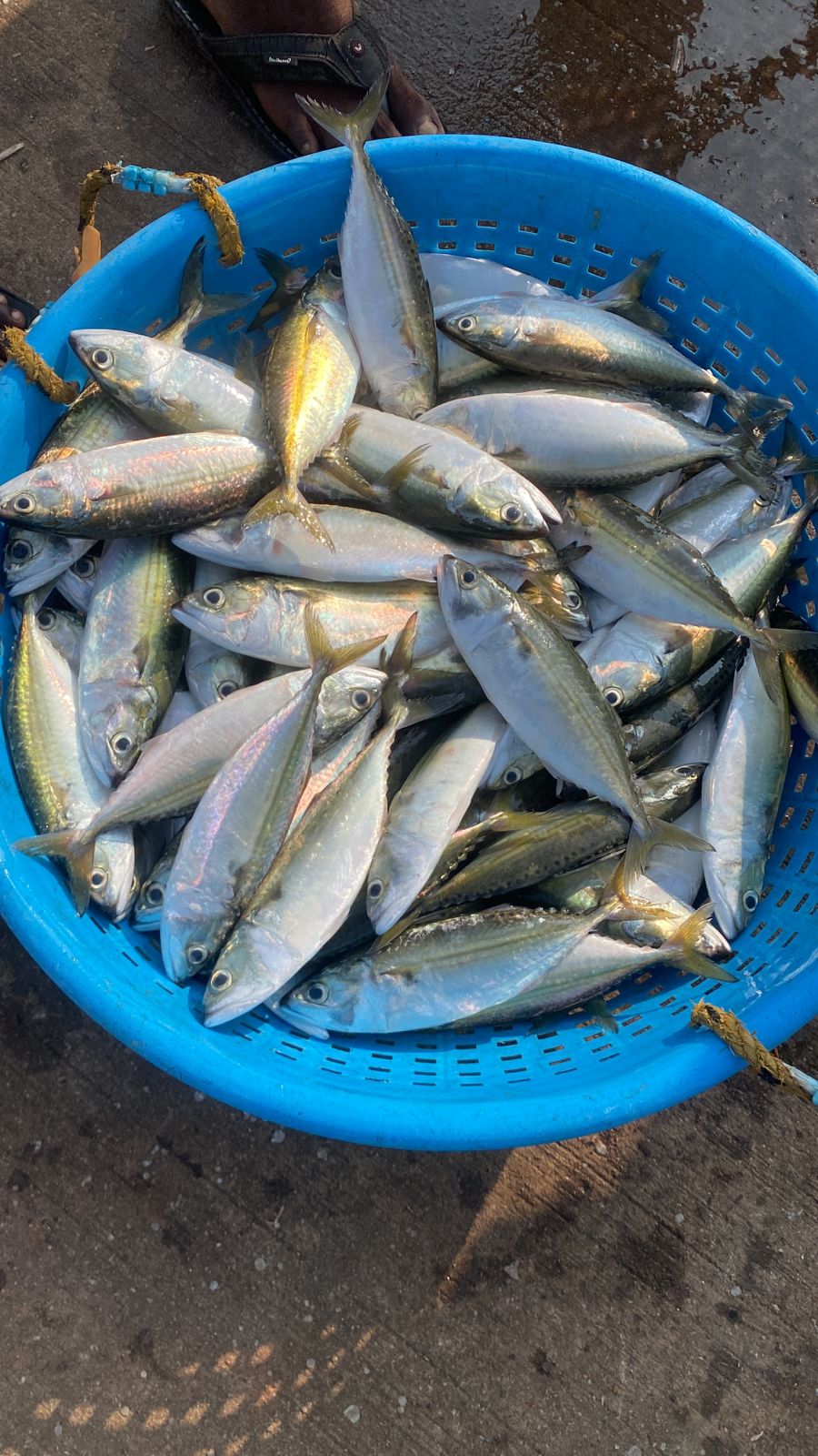 WhatsApp Image 2026-01-08 at 11.28.29 AM