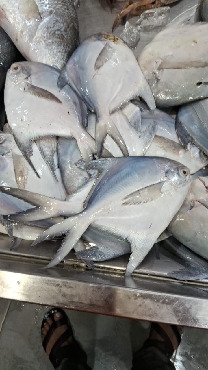 WhatsApp Image 2026-01-08 at 11.28.30 AM (1)