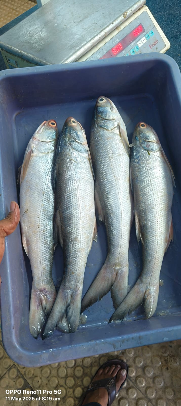 WhatsApp Image 2026-01-08 at 11.28.30 AM