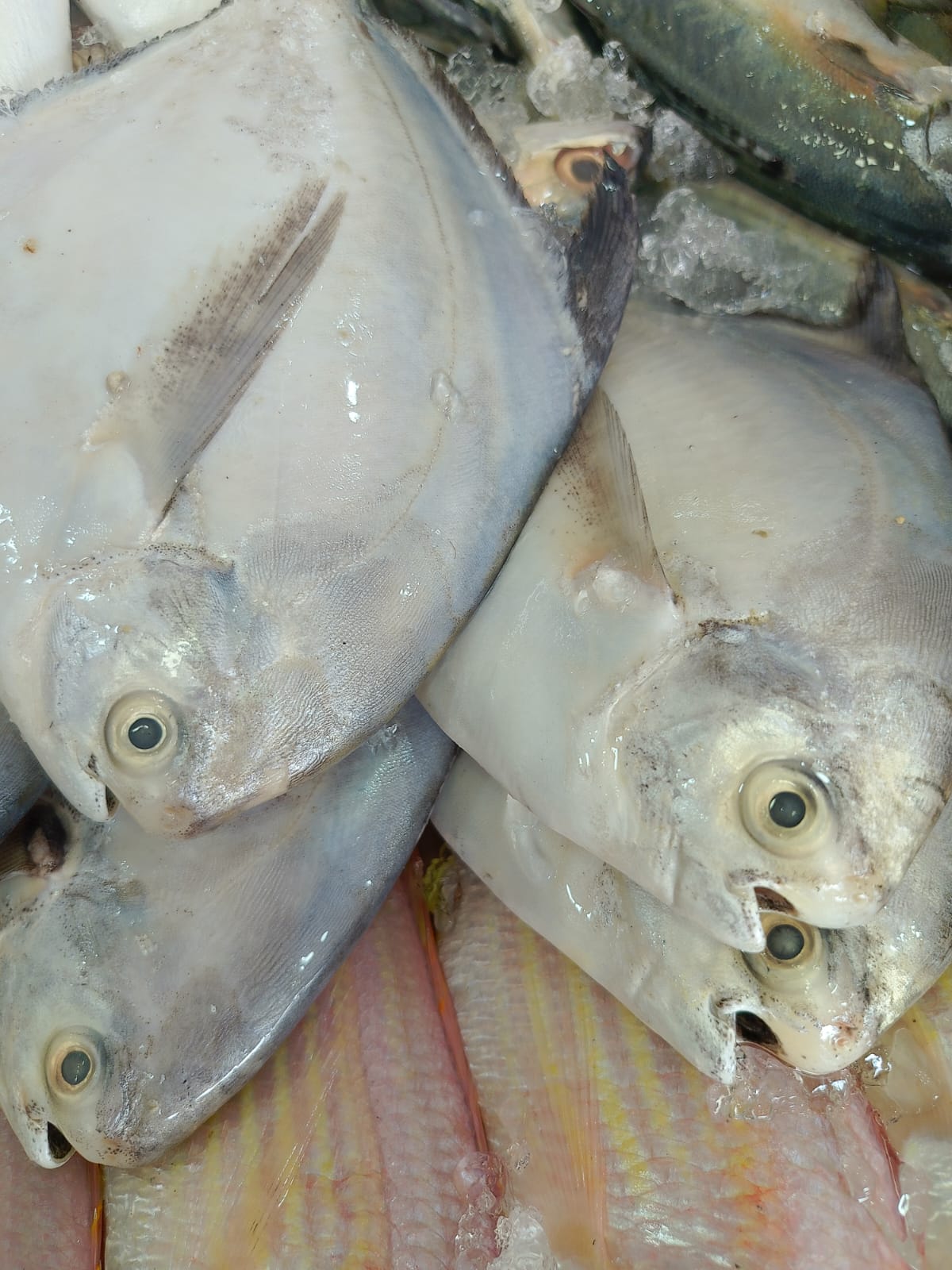 WhatsApp Image 2026-01-08 at 11.28.31 AM (1)