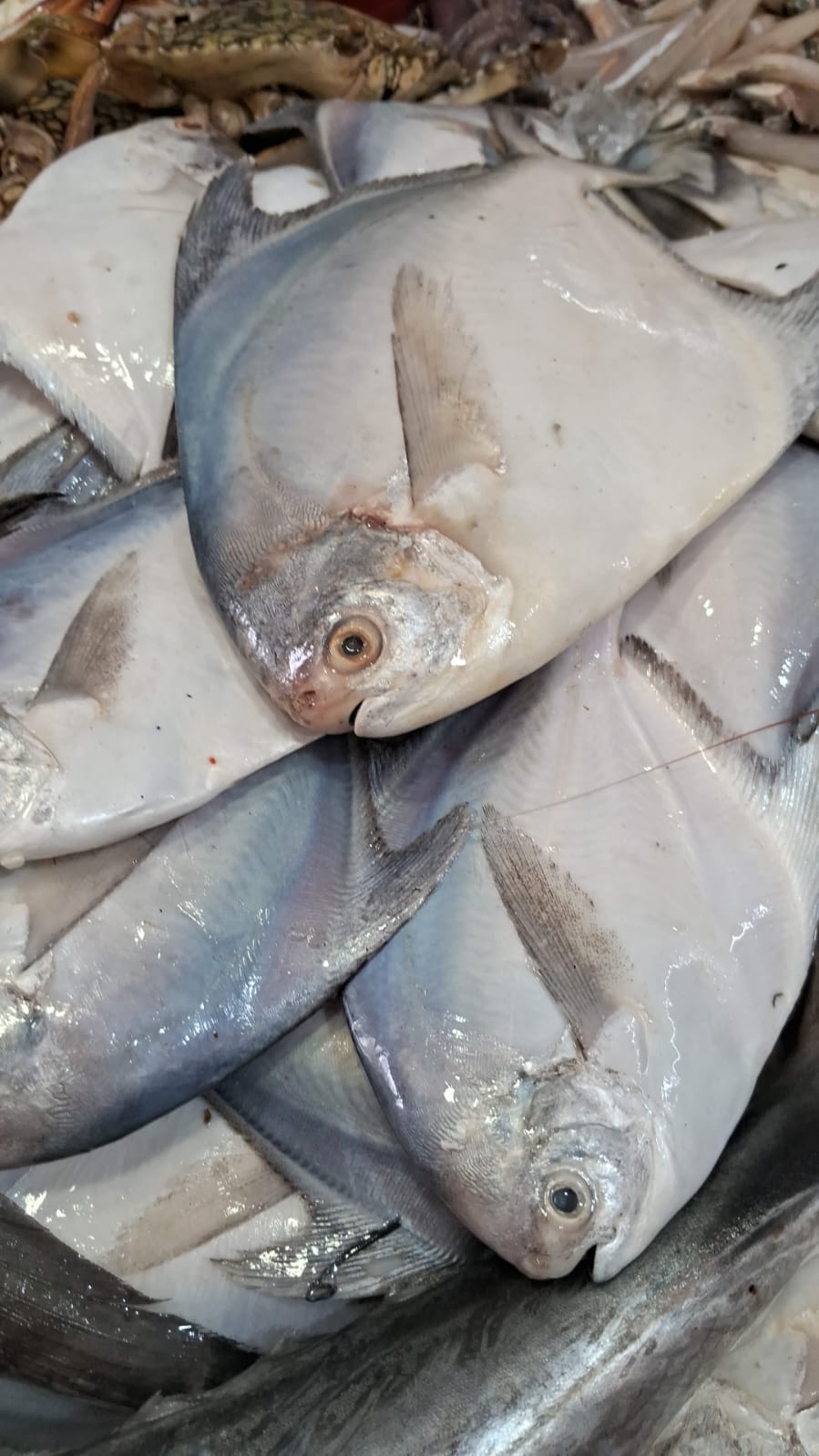 WhatsApp Image 2026-01-08 at 11.28.31 AM