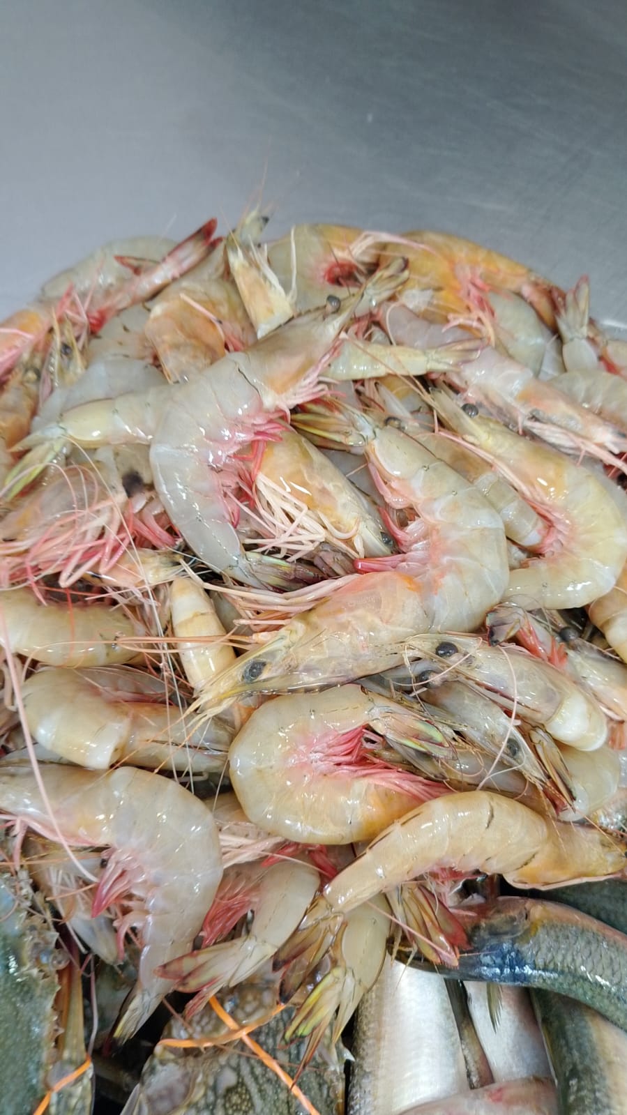 WhatsApp Image 2026-01-08 at 11.28.32 AM