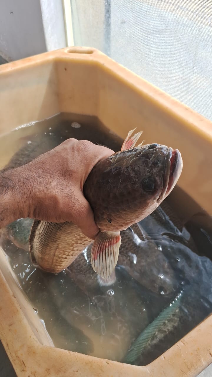 WhatsApp Image 2026-01-08 at 11.28.33 AM (1)