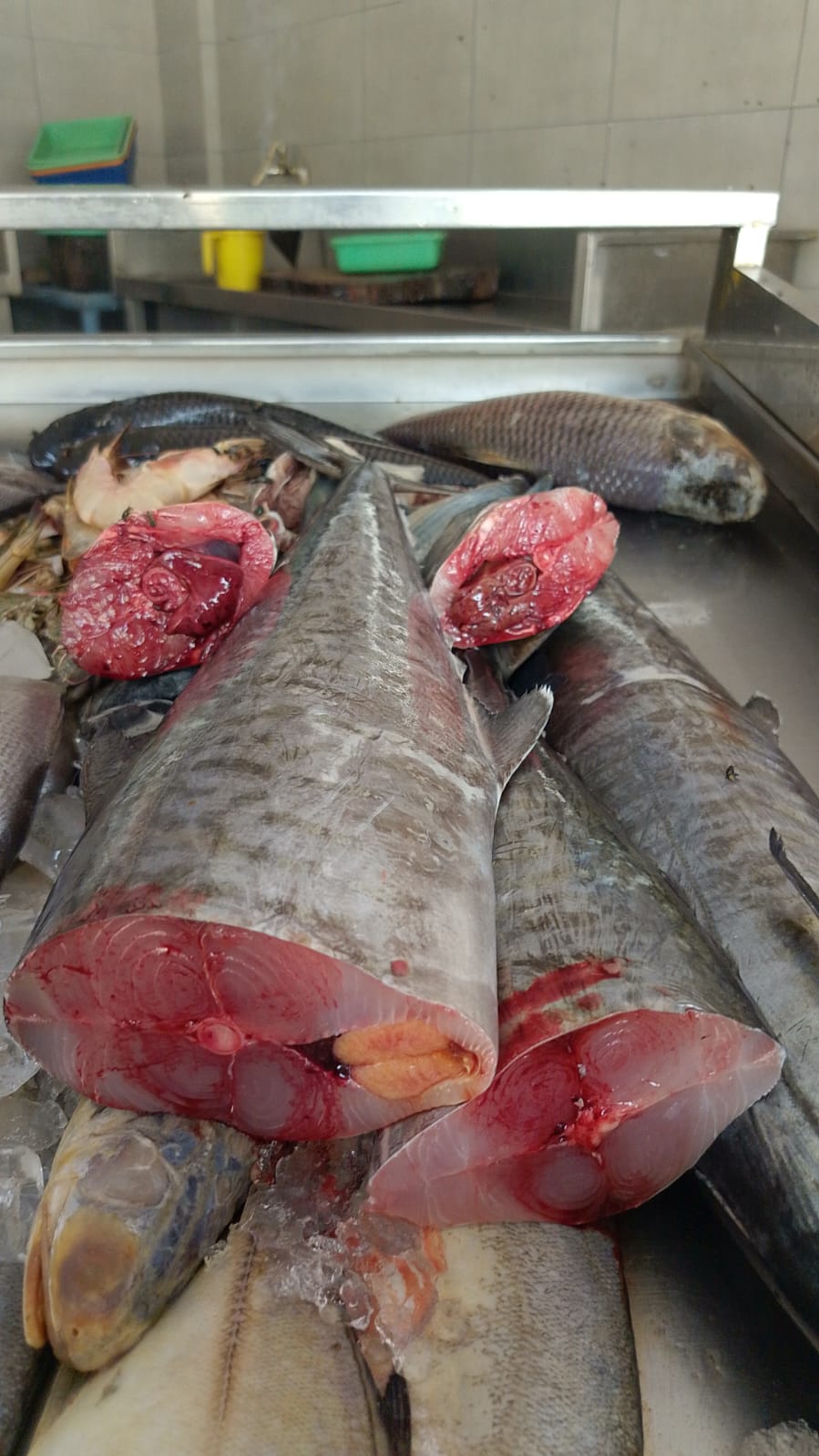 WhatsApp Image 2026-01-08 at 11.28.33 AM