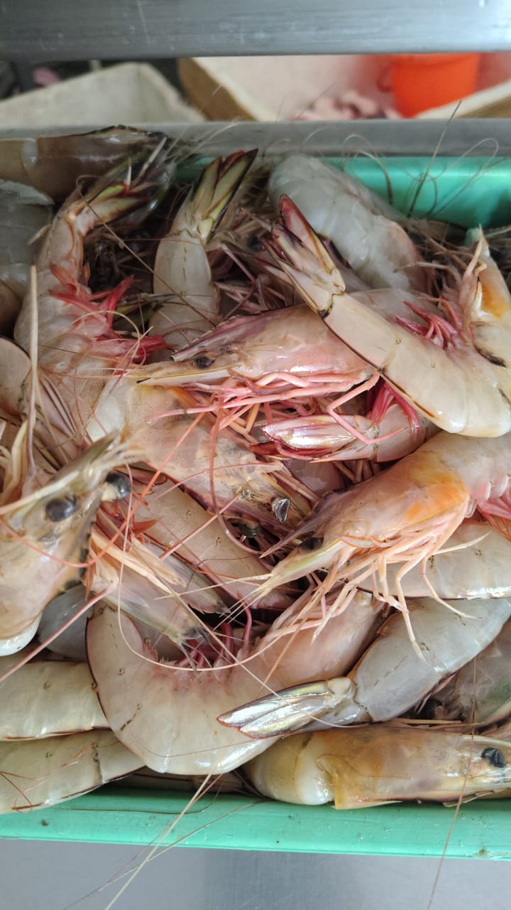 WhatsApp Image 2026-01-08 at 11.28.36 AM (1)