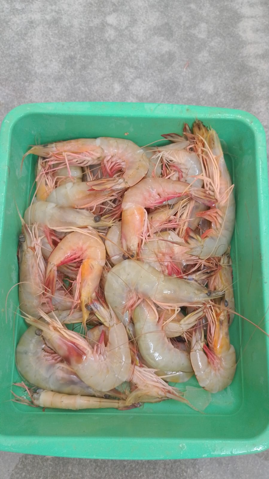 WhatsApp Image 2026-01-08 at 11.28.39 AM (1)