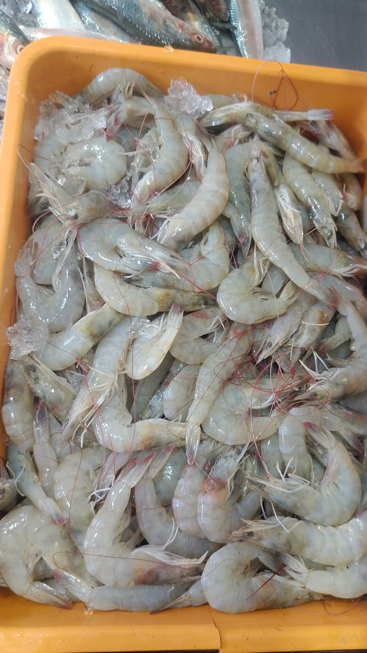 WhatsApp Image 2026-01-08 at 11.28.40 AM (1)