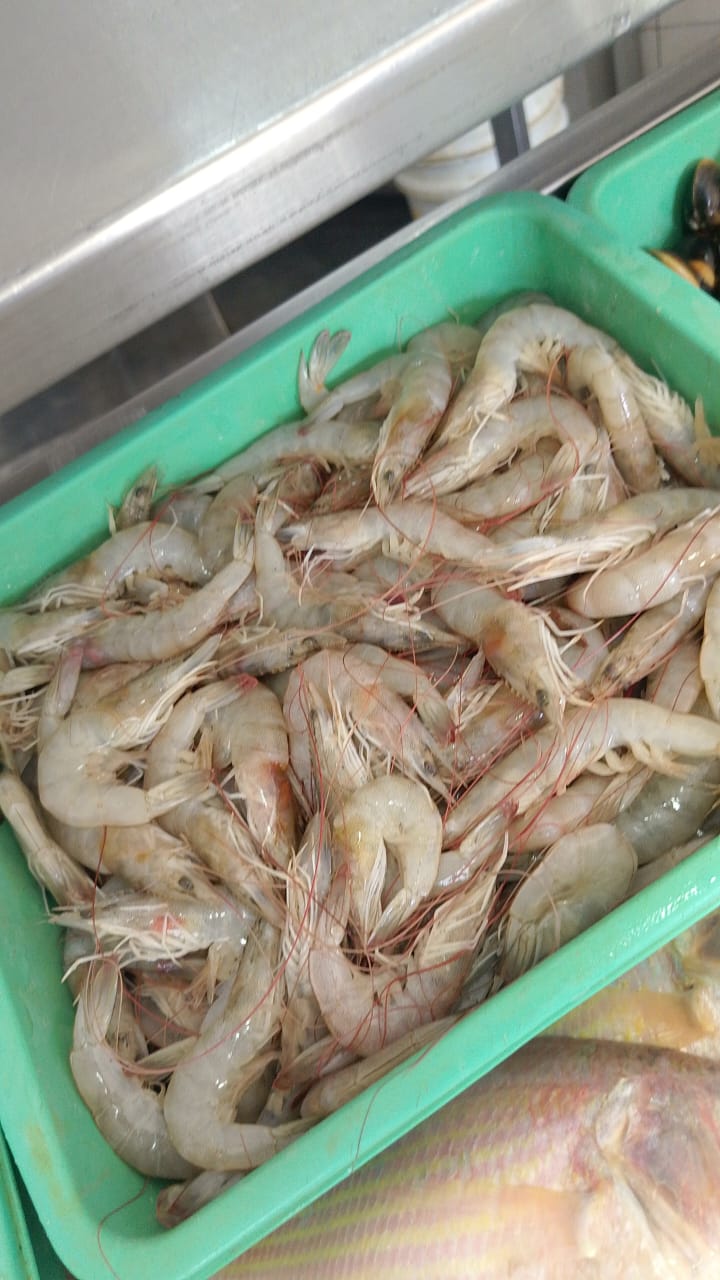 WhatsApp Image 2026-01-08 at 11.28.41 AM