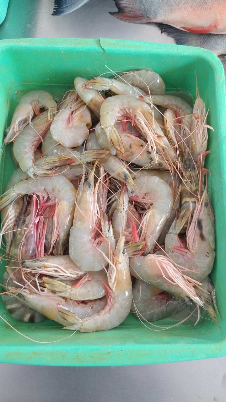 WhatsApp Image 2026-01-08 at 11.28.45 AM