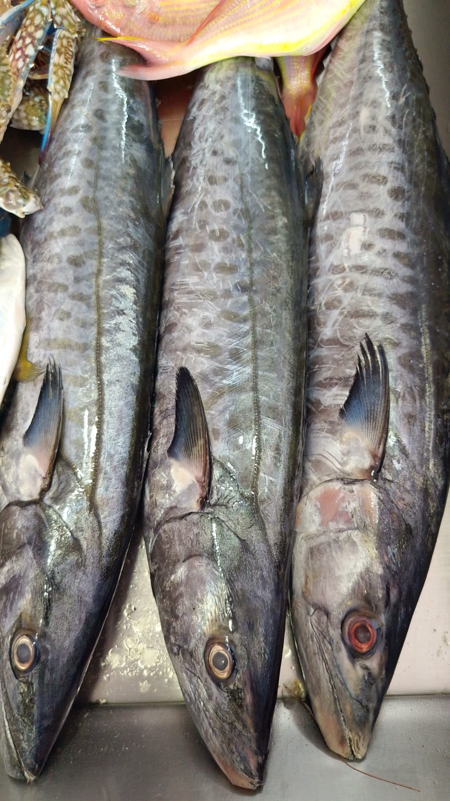 WhatsApp Image 2026-01-08 at 11.28.47 AM